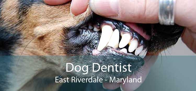 Dog Dentist East Riverdale - Maryland