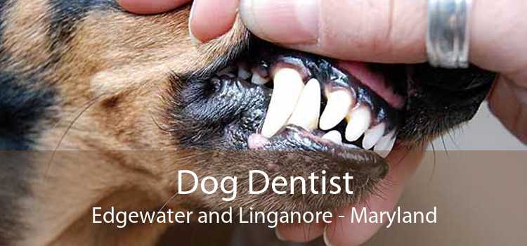 Dog Dentist Edgewater and Linganore - Maryland