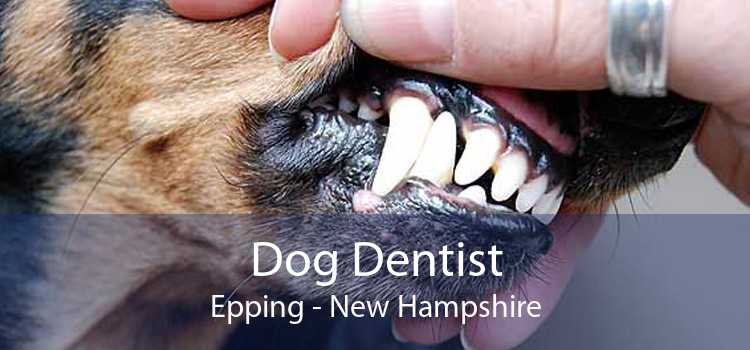 Dog Dentist Epping - New Hampshire