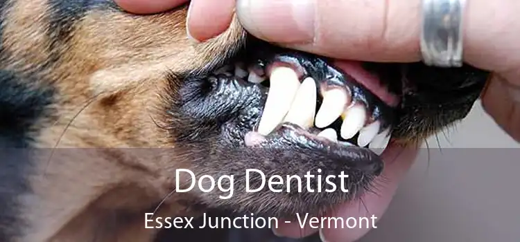 Dog Dentist Essex Junction - Vermont