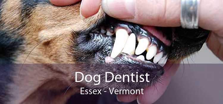 Dog Dentist Essex - Vermont