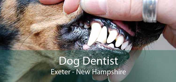 Dog Dentist Exeter - New Hampshire