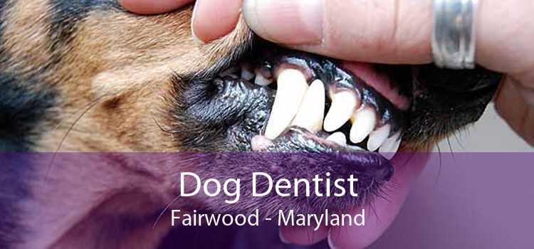 Dog Dentist Fairwood - Maryland