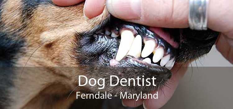 Dog Dentist Ferndale - Maryland