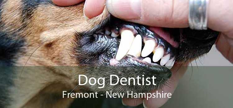 Dog Dentist Fremont - New Hampshire