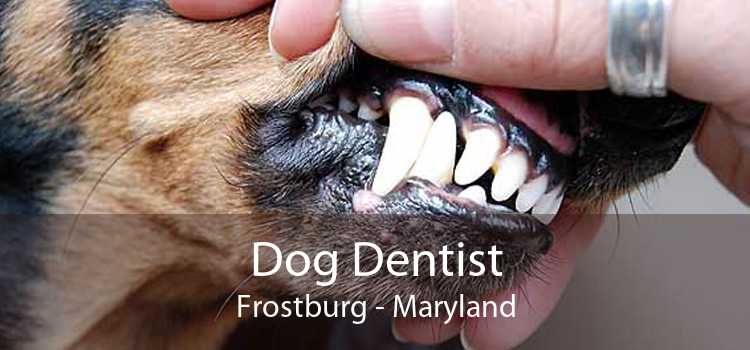 Dog Dentist Frostburg - Maryland