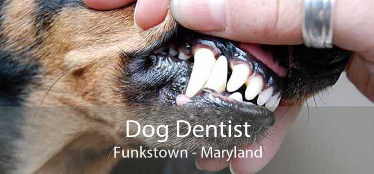 Dog Dentist Funkstown - Maryland