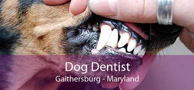 Dog Dentist Gaithersburg - Maryland