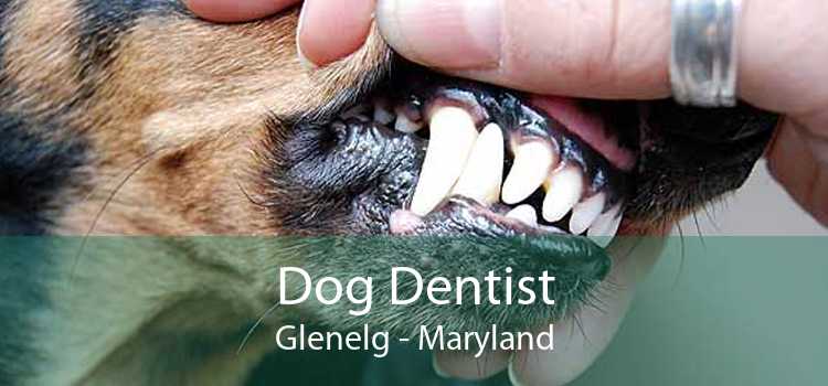 Dog Dentist Glenelg - Maryland