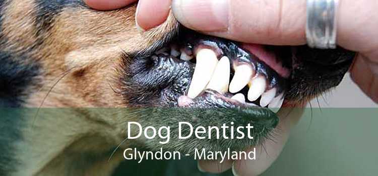 Dog Dentist Glyndon - Maryland