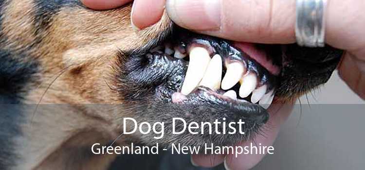 Dog Dentist Greenland - New Hampshire