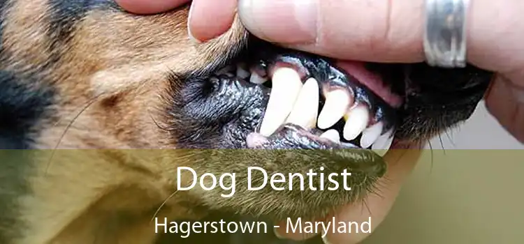 Dog Dentist Hagerstown - Maryland