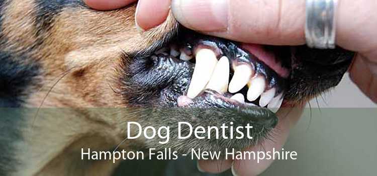 Dog Dentist Hampton Falls - New Hampshire