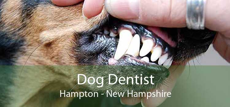 Dog Dentist Hampton - New Hampshire