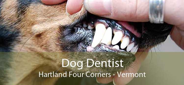 Dog Dentist Hartland Four Corners - Vermont