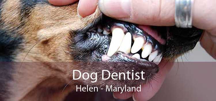Dog Dentist Helen - Maryland