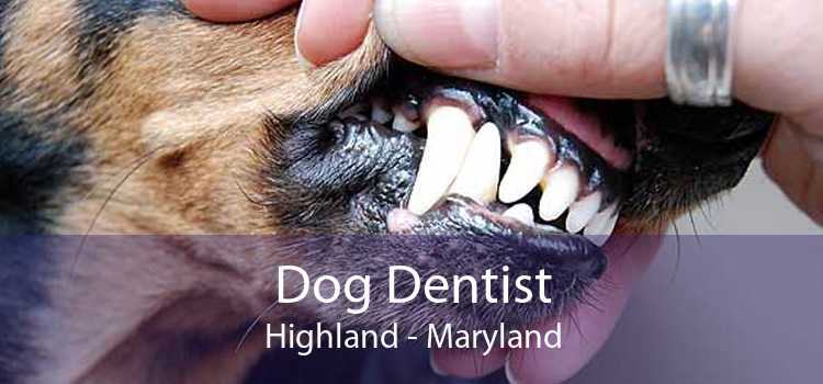 Dog Dentist Highland - Maryland