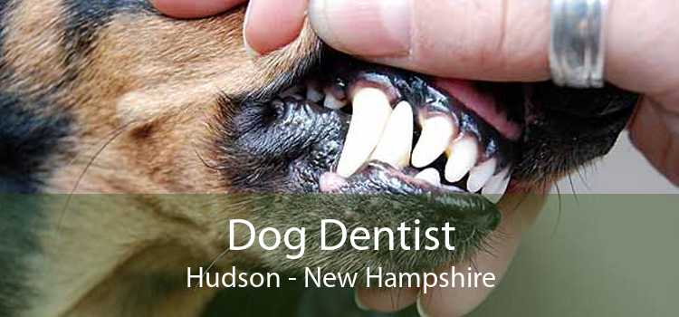 Dog Dentist Hudson - New Hampshire