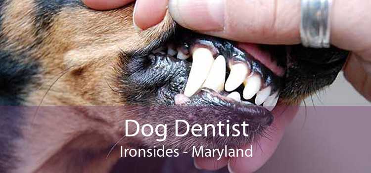Dog Dentist Ironsides - Maryland
