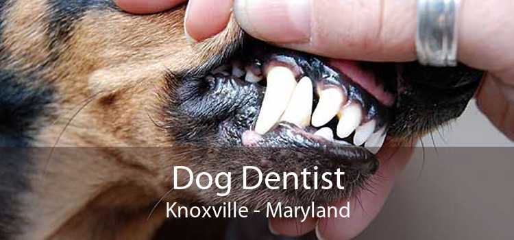 Dog Dentist Knoxville - Maryland
