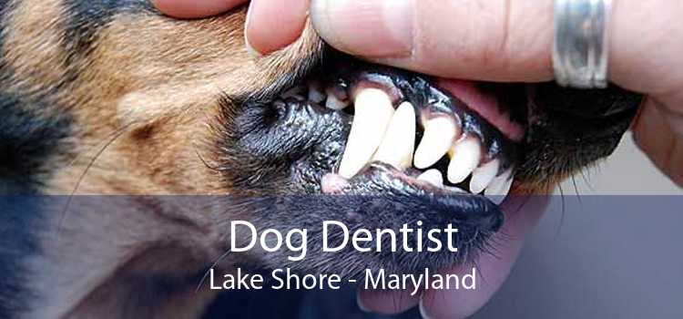 Dog Dentist Lake Shore - Maryland