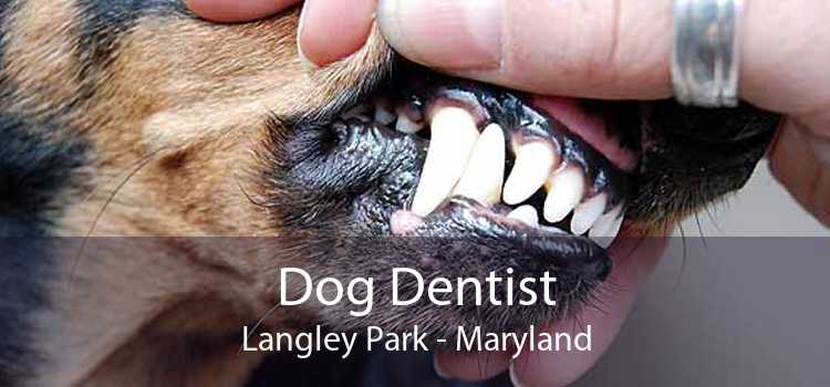 Dog Dentist Langley Park - Maryland