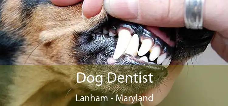 Dog Dentist Lanham - Maryland