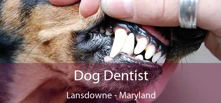 Dog Dentist Lansdowne - Maryland