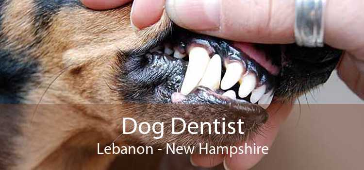 Dog Dentist Lebanon - New Hampshire