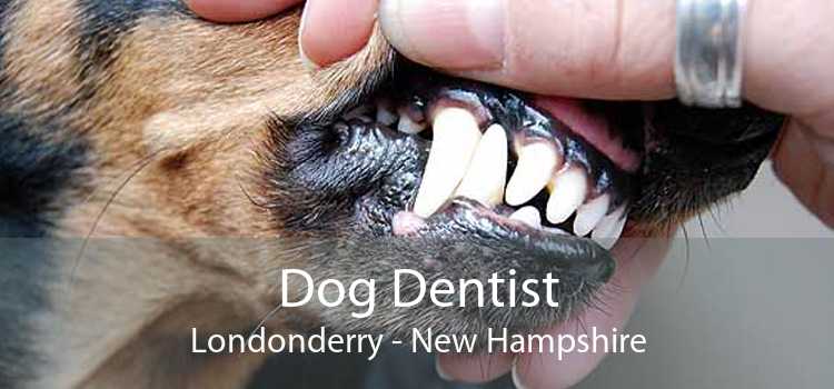 Dog Dentist Londonderry - New Hampshire