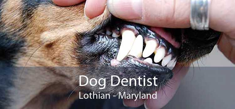 Dog Dentist Lothian - Maryland