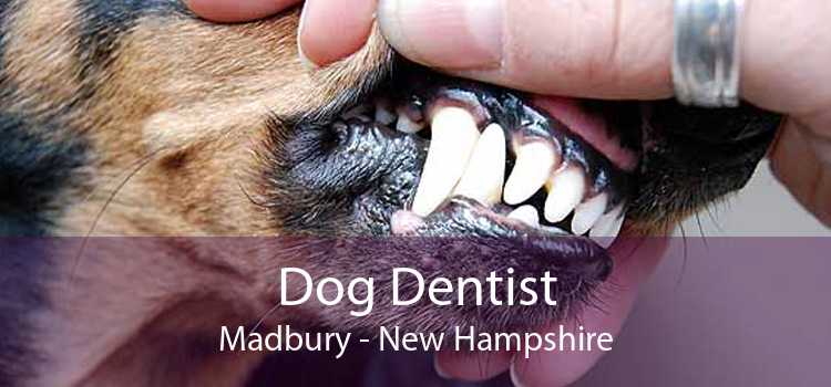 Dog Dentist Madbury - New Hampshire