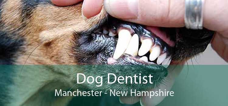 Dog Dentist Manchester - New Hampshire