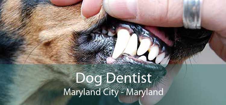 Dog Dentist Maryland City - Maryland