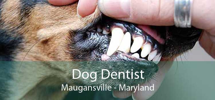 Dog Dentist Maugansville - Maryland
