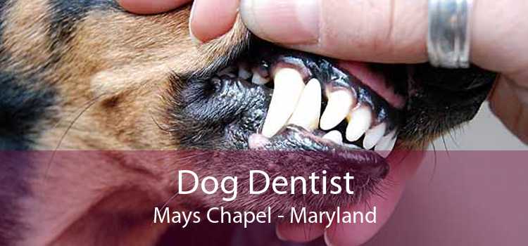 Dog Dentist Mays Chapel - Maryland