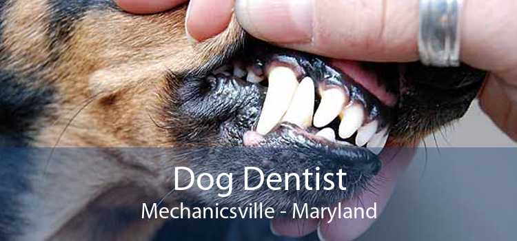 Dog Dentist Mechanicsville - Maryland