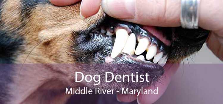 Dog Dentist Middle River - Maryland