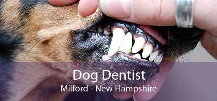 Dog Dentist Milford - New Hampshire