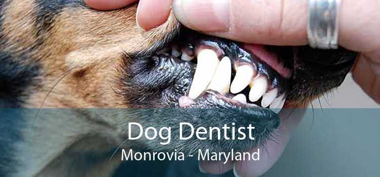 Dog Dentist Monrovia - Maryland