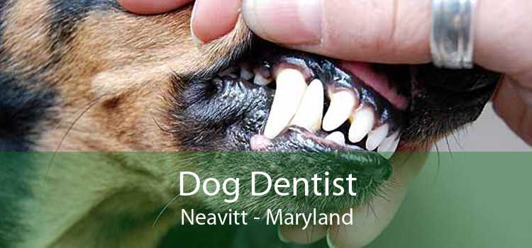 Dog Dentist Neavitt - Maryland