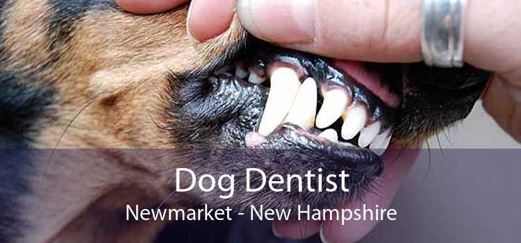Dog Dentist Newmarket - New Hampshire
