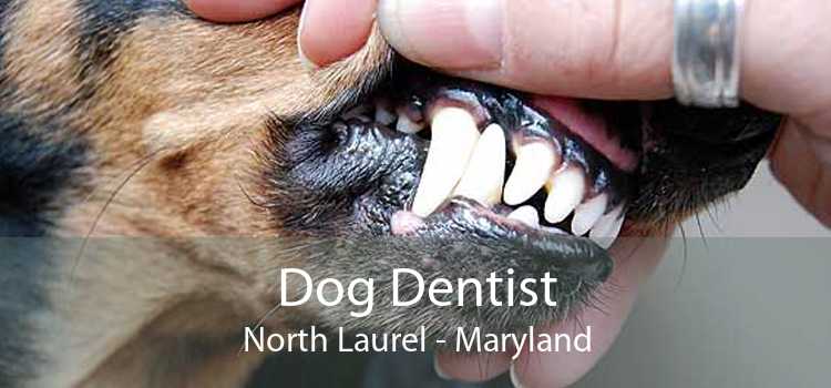 Dog Dentist North Laurel - Maryland