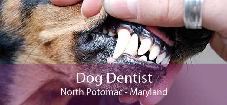 Dog Dentist North Potomac - Maryland