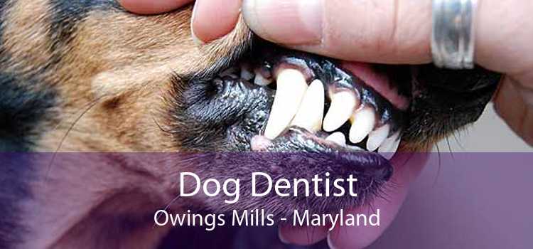 Dog Dentist Owings Mills - Maryland