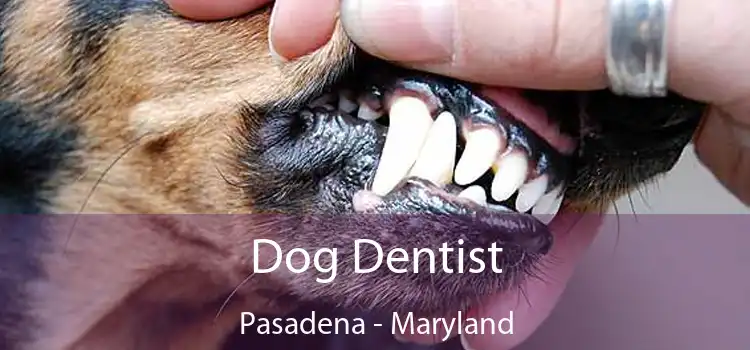 Dog Dentist Pasadena - Maryland