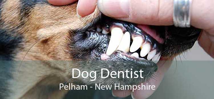 Dog Dentist Pelham - New Hampshire