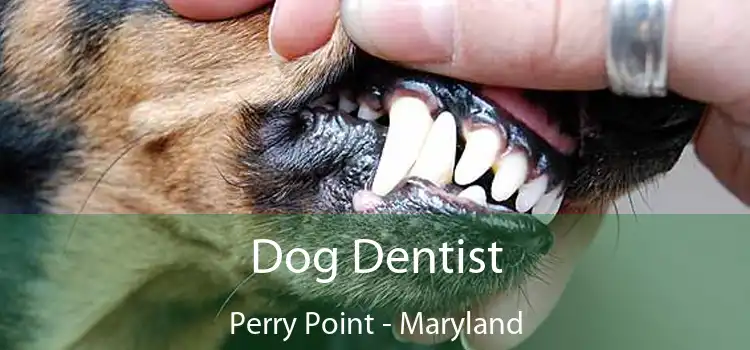 Dog Dentist Perry Point - Maryland