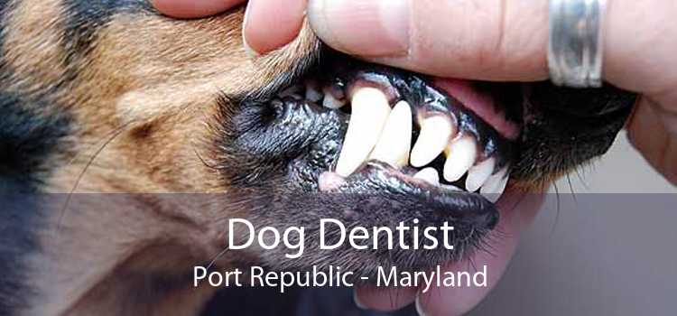 Dog Dentist Port Republic - Maryland