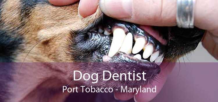 Dog Dentist Port Tobacco - Maryland